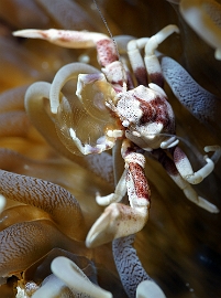 Raja Ampat 2019 - DSC07249_rc- Spotted porcelain crab - Crabe porcelaine - Neopetrolisthes macalatus